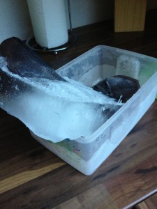 Heute haben wir den Eisblock auch Spaßenshalber mal herausgenommen