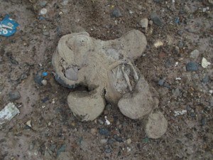 Wie macht man ein Kind zum Dauerpatienten beim Kinderpsychologen?: Man zeigt ihm dieses Foto wenn es eines seiner geliebten Stofftiere schmerzlich vermisst und erzählt ihm, dass man es ohne sein Wissen hinterhältig in die Mülltonne geworfen hat und es genauso wie dieses enden musste. Bööse!