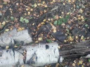 20131001_170154.jpg (174.06 KiB) 17280 mal betrachtet Anfang des Jahres stand hier noch 40 cm hoch das Wasser.