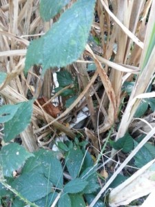 20131001_171423.jpg (112.46 KiB) 15902 mal betrachtet die beiden sind auch wieder aus dem Moor aufgetaucht. Sehen nicht mehr so sauber aus.