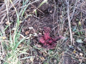 20131001_171602.jpg (195.1 KiB) 15903 mal betrachtet nicht mehr viel da von dem Top.