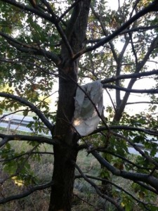 20131001_173608.jpg (132.14 KiB) 17279 mal betrachtet der Rock war vom Baum gefallen und hing unten in den Ästen