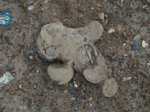 Müll0813 202.jpg (281.19 KiB) 10876 mal betrachtet Wie macht man ein Kind zum Dauerpatienten beim Kinderpsychologen?: Man zeigt ihm dieses Foto wenn es eines seiner geliebten Stofftiere schmerzlich vermisst und erzählt ihm, dass man es ohne sein Wissen hinterhältig in die Mülltonne geworfen hat und es genauso wie dieses enden musste. Bööse!