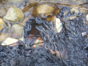 Unbenannt5.jpg (739.45 KiB) 9519 mal betrachtet Die Pfütze konnte ein paar Stoffreste retten