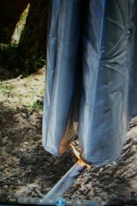 Silbercaspe 010.JPG