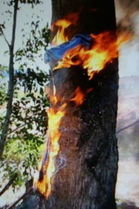 Silbercaspe 033.JPG