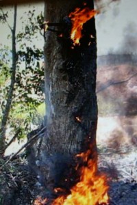 Silbercaspe 037.JPG