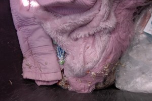 In der Sommerhitze hätte die rosa Kuscheljacke nicht mehr so schön ausgesehen und die Maden hätten sich in das Fell &quot;gekuschelt&quot;. Würg!