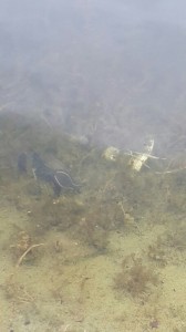 2016-05-14 18.32.23.jpg (238.08 KiB) 23524 mal betrachtet Converse stiefel