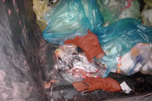 Müll0312 138.jpg (454.44 KiB) 8136 mal betrachtet Nach knapp zwei Wochen beim nächsten Müllabfuhrtermin, hätten die nicht mehr so sauber ausgesehen. Platt, verfleckt und vermutlich triefnass in der Müllbrühe hätten die unter Unmassen von Dreck rettungslos verschüttet gelegen.