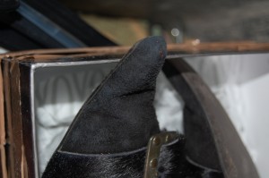 DSC_1322.JPG