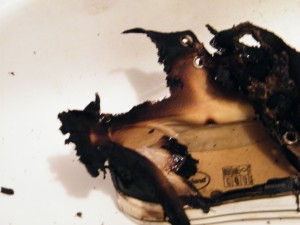 DSCF0005.JPG