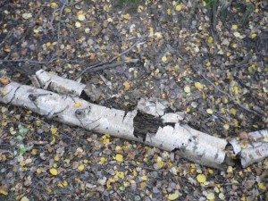 P1080426.JPG (468.7 KiB) 15268 mal betrachtet alles gut getarnt