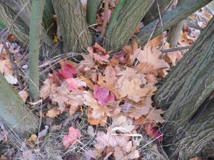 P1080428.JPG (572.2 KiB) 14840 mal betrachtet nachher