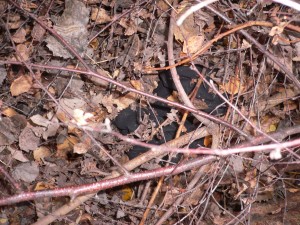 P1080550.JPG (1.48 MiB) 14349 mal betrachtet Hose