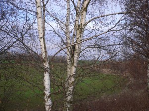 P1080559.JPG (1.55 MiB) 14335 mal betrachtet was hängt denn da?