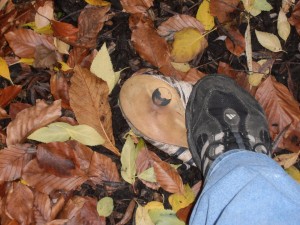 Los, leck den Dreck.JPG